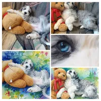 Amazing Grace,low shed,stunning colors, pls text my phone only!!, a female Old English Sheepdog and Sheepadoodle for sale in Apple Valley, CA – 9 of 10