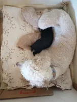 Aspen full AKC, clear,OFA exc, a female Poodle - Multi-Colored Standard and Poodle - Standard  for sale in Apple Valley, CA – Photo 8 of 10