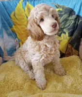 Aspen full AKC, clear,OFA exc, a female Poodle - Multi-Colored Standard and Poodle - Standard  for sale in Apple Valley, CA – Photo 4 of 10