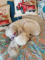 Aspen full AKC, clear,OFA exc, a female Poodle - Multi-Colored Standard and Poodle - Standard  for sale in Apple Valley, CA – Photo 2 of 10