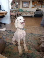 Aspen full AKC, clear,OFA exc, a female Poodle - Multi-Colored Standard and Poodle - Standard  for sale in Apple Valley, CA – Photo 1 of 10