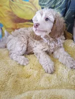 Aspen full AKC, clear,OFA exc, a female Poodle - Multi-Colored Standard and Poodle - Standard  for sale in Apple Valley, CA – Photo 7 of 10