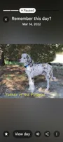 Aspen full AKC, clear,OFA exc, a female Poodle - Multi-Colored Standard and Poodle - Standard  for sale in Apple Valley, CA – Photo 9 of 10