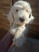 Diva, merle, adorable, striking blue eye, pls text phone only!, a female Old English Sheepdog and Sheepadoodle for sale in Apple Valley, CA – 3 of 10