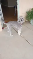 AkcTucson,pls text my phone! Much Info in profile, a female Poodle - Standard  for sale in Apple Valley, CA – 5 of 7