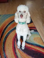 processed/e0e42e4f-427e-4528-9a3c-e7da1a3dc59b/listing/95fac367-75b9-4ccd-bdc3-71f94d892ea4/8724f57e-4326-40f3-b428-c2bfe01f26b9