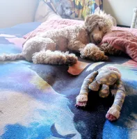 processed/e0e42e4f-427e-4528-9a3c-e7da1a3dc59b/listing/95fac367-75b9-4ccd-bdc3-71f94d892ea4/8b054fe4-3884-4d5a-8b14-446098a6e8b8