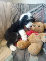 Blessing,beauty with brains!Low shed,pls text my phone only!!, a female Old English Sheepdog and Sheepadoodle for sale in Apple Valley, CA – 2 of 10