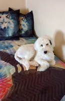 Angel low shed, gentle family dog,purebred parents, pls text my phone!, a female Old English Sheepdog and Poodle - Standard  for sale in Apple Valley, CA – 4 of 10
