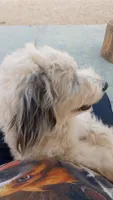 Hallie, pls read my ad! Purebred parents calm,sweet,TEXT my phone pls!, a female Old English Sheepdog and Sheepadoodle for sale in Apple Valley, CA – 6 of 10