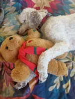 Blessing,extraordinaire!! Low shed,pls text my phone only!!, a female Old English Sheepdog and Sheepadoodle for sale in Apple Valley, CA – 9 of 10