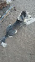 Stormy, a female Sheepadoodle and Poodle - Standard  for sale in Apple Valley, CA – 9 of 9