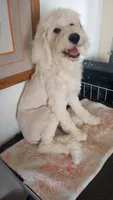 Angel low shed, sweet family dog,purebred parents, pls text my phone!, a female Old English Sheepdog and Poodle - Standard  for sale in Apple Valley, CA – 8 of 10