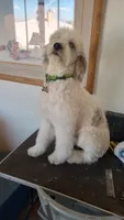 Hallie,  Moyen, pls read ad! P..trained!TEXT my phone pls!, a female Sheepadoodle and Poodle - Standard  for sale in Apple Valley, CA – 10 of 10