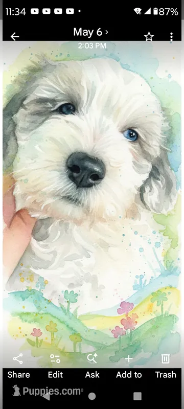 Hallie, pls read my ad! Purebred parents ..trained!TEXT my phone pls! – Sheepadoodle, Poodle - Standard  puppy for sale in Apple Valley, CA