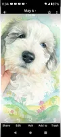 Hallie, pls read my ad! Purebred parents ..trained!TEXT my phone pls!, a female Sheepadoodle and Poodle - Standard  for sale in Apple Valley, CA – 1 of 10