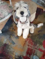 Stormy, trained, wavy, low shed,loves everyone, health guarantee , a female Old English Sheepdog and Sheepadoodle for sale in Apple Valley, CA – 4 of 10