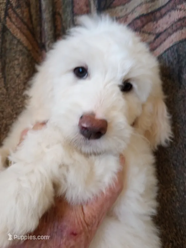 Oakley,sweet guy,Low shed,cream parti,pls text my phone only!! – Old English Sheepdog, Sheepadoodle puppy for sale in Apple Valley, CA