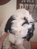 Rockstar,very brave,,low shed,pls text my phone only!, a male Old English Sheepdog and Sheepadoodle for sale in Apple Valley, CA – 3 of 10