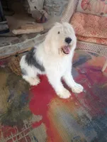 Diva, merle, adorable, striking blue eye, pls text phone only!, a female Old English Sheepdog and Sheepadoodle for sale in Apple Valley, CA – 9 of 10