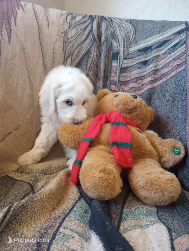 Oakley the love bear,Moyen size,Low shed,pls text my phone only!! – Sheepadoodle, Poodle - Standard  puppy for sale in Apple Valley, CA