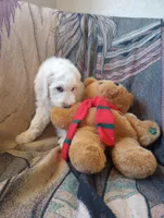 Oakley the love bear,Moyen size,Low shed,pls text my phone only!!, a male Old English Sheepdog and Sheepadoodle for sale in Apple Valley, CA – 2 of 10