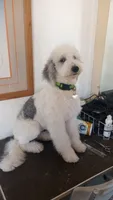 Hallie,  Moyen, pls read ad! P..trained!TEXT my phone pls!, a female Sheepadoodle and Poodle - Standard  for sale in Apple Valley, CA – 9 of 10