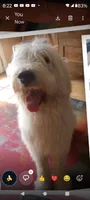 Angel low shed, gentle family dog,purebred parents, pls text my phone!, a female Old English Sheepdog and Poodle - Standard  for sale in Apple Valley, CA – 10 of 10