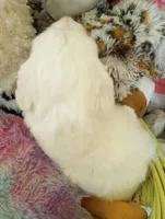 Oakley,standard, OES, a male Sheepadoodle and Poodle - Standard  for sale in Apple Valley, CA – Photo 2 of 10