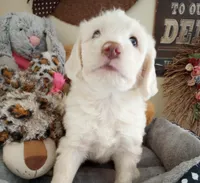 Oakley,rare creamy cuddle bug!!pls text only!!, a male Sheepadoodle and Poodle - Standard  for sale in Apple Valley, CA – Photo 3 of 10
