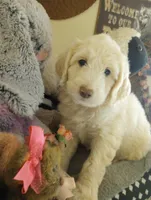 Oakley,happy and calm,cream parti,pls text my phone only!!, a male Old English Sheepdog and Poodle - Standard  for sale in Apple Valley, CA – Photo 3 of 10