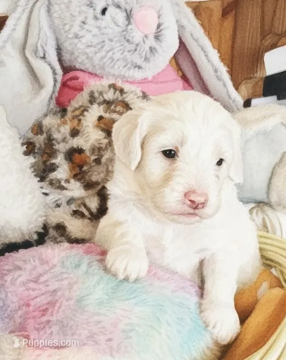 Oakley,cuddle champ!! – Sheepadoodle, Poodle - Standard  puppy for sale in Apple Valley, CA