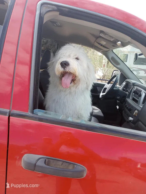 Oakley Little Bear,gentle soul,Low shed,pls text my phone only!! – Sheepadoodle, Poodle - Standard  puppy for sale in Apple Valley, CA