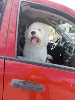 Oakley,rare creamy cuddle bug!!pls text only!!, a male Sheepadoodle and Poodle - Standard  for sale in Apple Valley, CA – Photo 8 of 10