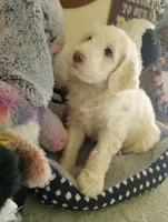 Oakley,happy and calm,cream parti,pls text my phone only!!, a male Old English Sheepdog and Poodle - Standard  for sale in Apple Valley, CA – Photo 2 of 10