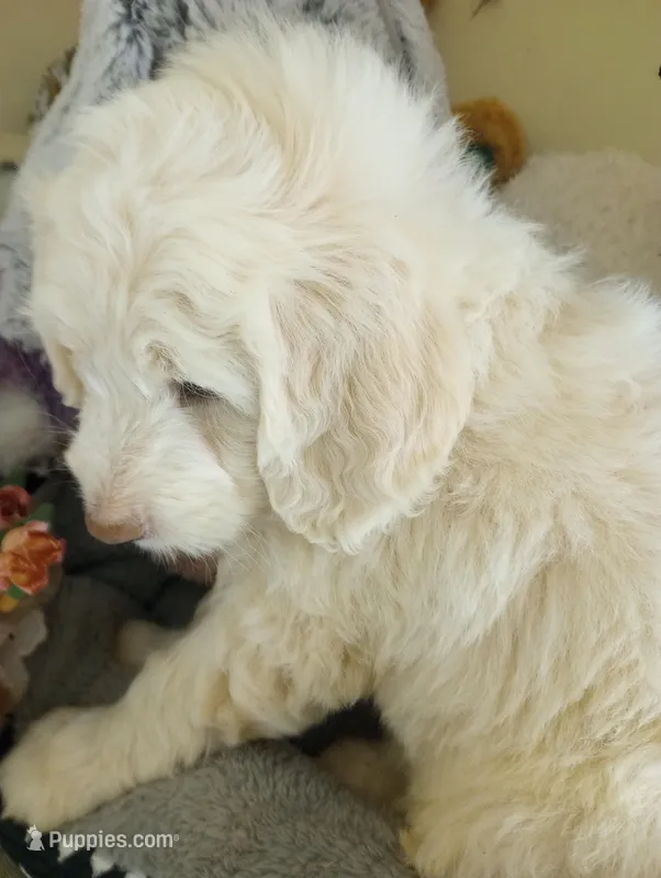Oakley,happy and calm,cream parti,pls text my phone only!! – Old English Sheepdog puppy for sale in Apple Valley, CA