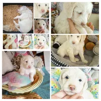 Oakley,rare creamy cuddle bug!!pls text only!!, a male Sheepadoodle and Poodle - Standard  for sale in Apple Valley, CA – Photo 4 of 10