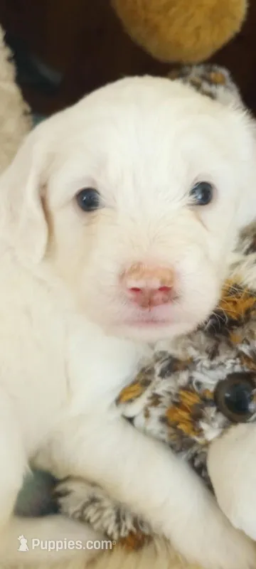 Oakley,rare cream! – Sheepadoodle, Poodle - Standard  puppy for sale in Apple Valley, CA