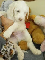 Oakley,rare creamy cuddle bug!!pls text only!!, a male Sheepadoodle and Poodle - Standard  for sale in Apple Valley, CA – Photo 5 of 10