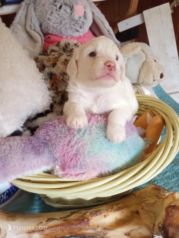 Oakley,standard, OES – Sheepadoodle, Poodle - Standard  puppy for sale in Apple Valley, CA