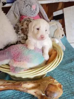 Oakley,standard, OES, a male Sheepadoodle and Poodle - Standard  for sale in Apple Valley, CA – Photo 3 of 10