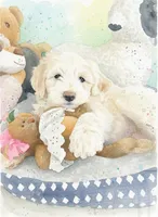 Oakley,smaller! Low shed,cream parti,pls text my phone only!!, a male Old English Sheepdog and Poodle - Standard  for sale in Apple Valley, CA – 10 of 10