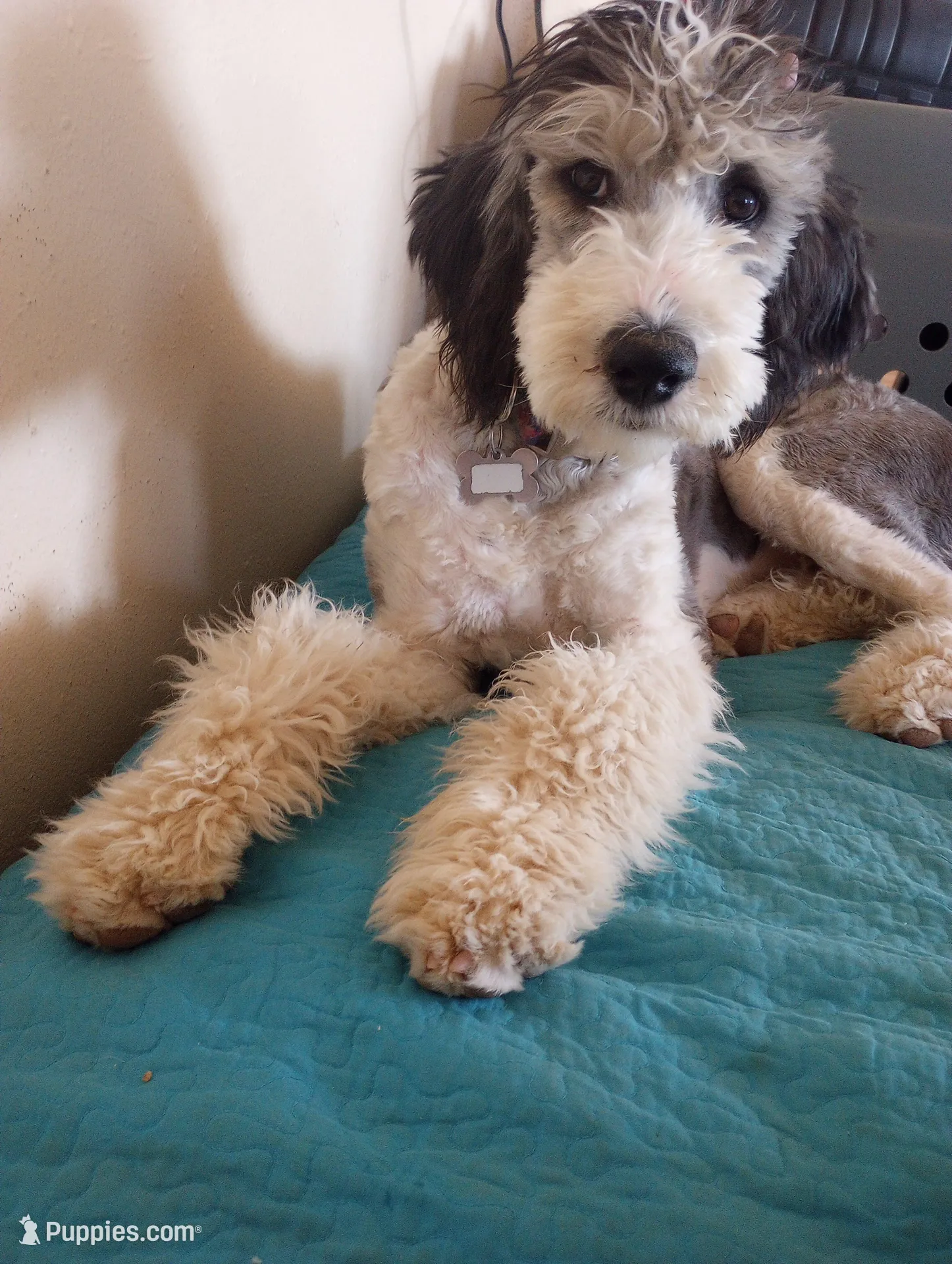 Oakley,rare cream!, a male Sheepadoodle and Poodle - Standard  for sale in Apple Valley, CA – Photo 10 of 10