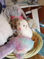 Oakley,standard, OES, a male Sheepadoodle and Poodle - Standard  for sale in Apple Valley, CA – Photo 4 of 10