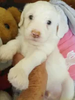 Oakley,cuddle champ!!, a male Sheepadoodle and Poodle - Standard  for sale in Apple Valley, CA – Photo 4 of 10