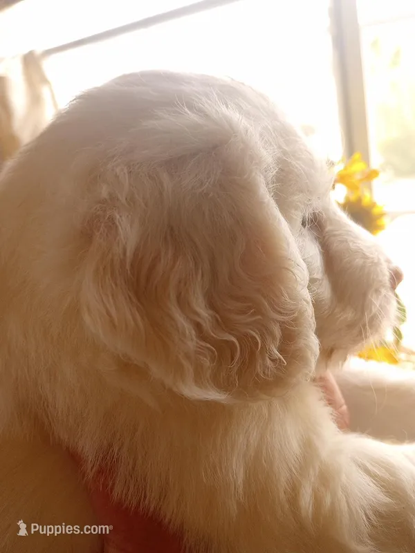 Oakley,smaller, cuddle bug!! – Sheepadoodle, Poodle - Standard  puppy for sale in Apple Valley, CA