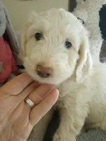 Oakley,happy and calm,cream parti,pls text my phone only!!, a male Old English Sheepdog and Poodle - Standard  for sale in Apple Valley, CA – Photo 4 of 10