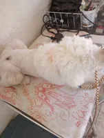 Diva,blue eye,extremely smart,pls text me!!pls read ad profile!!, a female Old English Sheepdog and Sheepadoodle for sale in Apple Valley, CA – 8 of 10