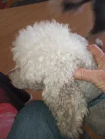 Aspen Blue , a female Poodle - Multi-Colored Standard and Poodle - Standard  for sale in Apple Valley, CA – 6 of 9