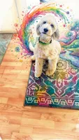 Hallie, pls read my ad! Purebred parents ..trained!TEXT my phone pls!, a female Sheepadoodle and Poodle - Standard  for sale in Apple Valley, CA – 10 of 10